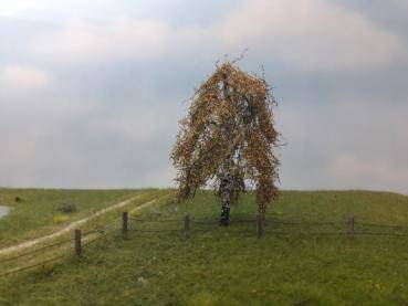 Weeping birch, Profiline , late fall, NZ